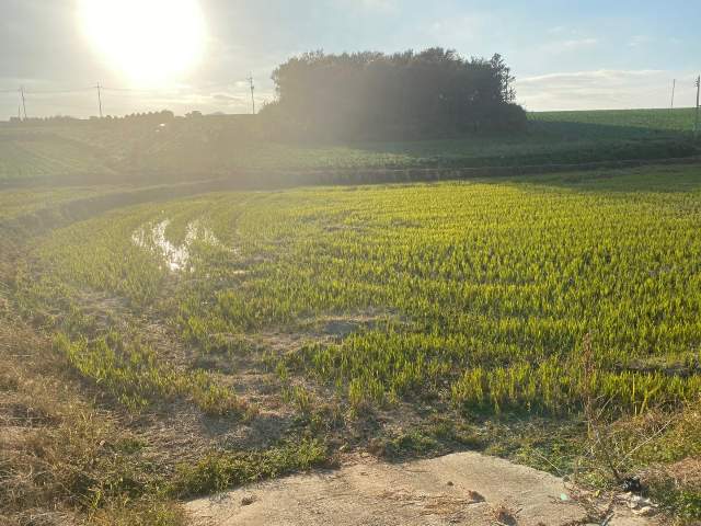 201905984151