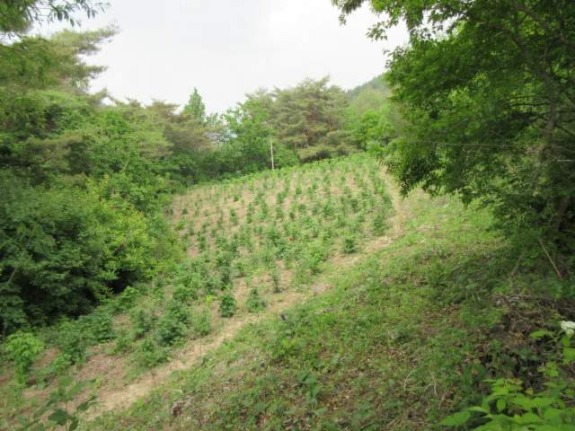 202015907002