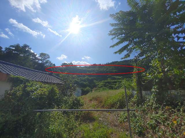 202311756003